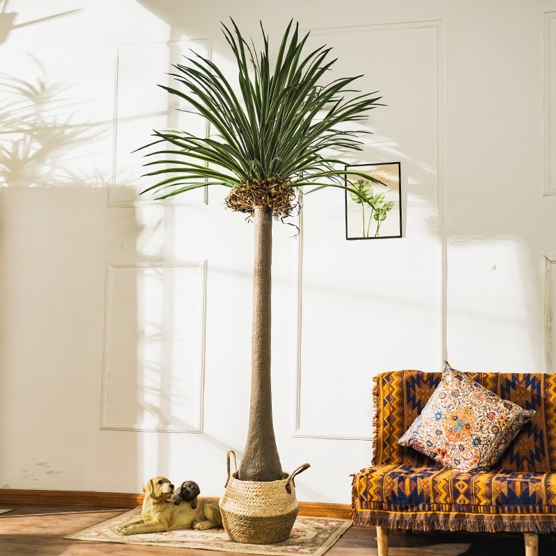 Realistische Dracaena Künstlic – Baby Clothing Stores Bewertung und Preis